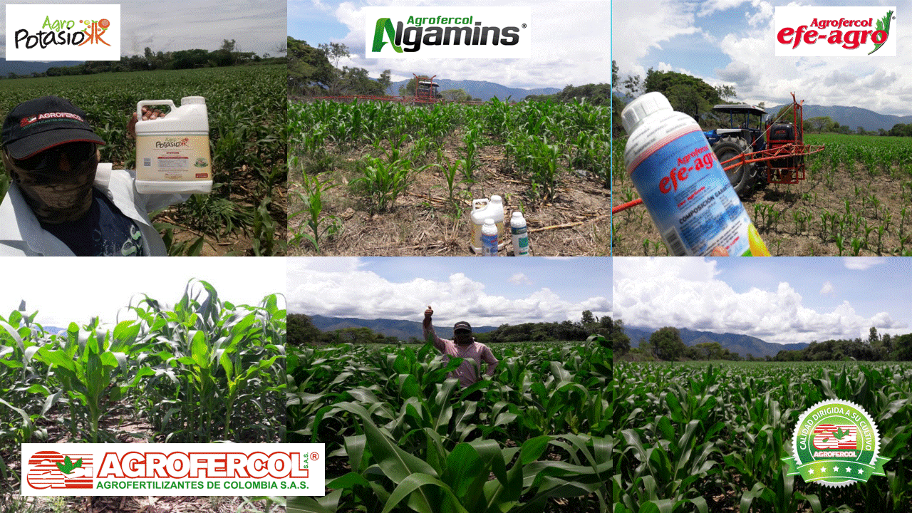 Aplicación foliar de Agropotasio®, Efe – Agro® y Algamins® en maíz, municipio Roldanillo (Valle del Cauca)